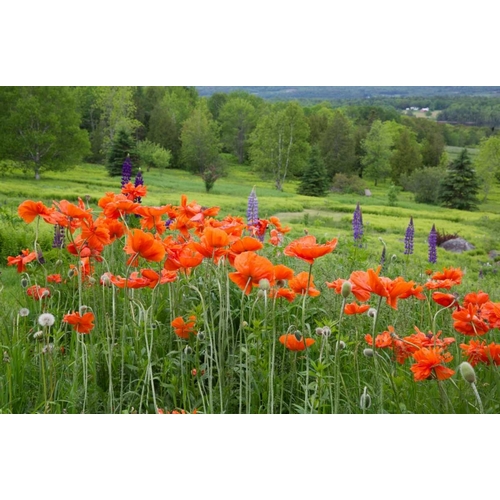 Canada, New Brunswick Landscape with wildflowers